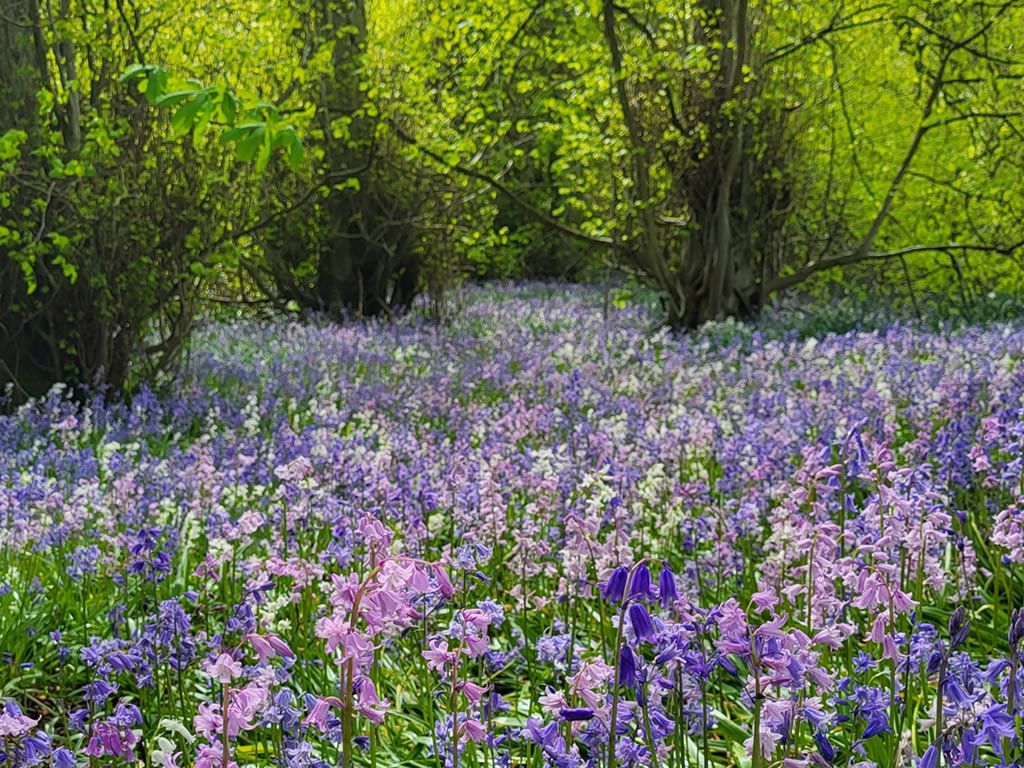 Beautiful Bluebells