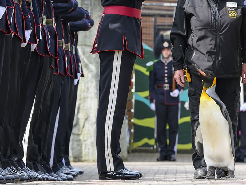 A Guard of Honour for Sir Nils Olav, the most famous king penguin in the world