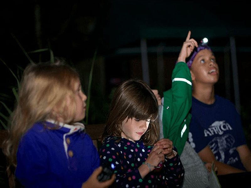 Guided Bat Walk at RSPB Black Devon Wetlands