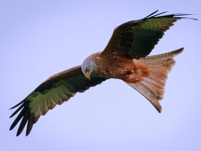 Argaty Red Kites