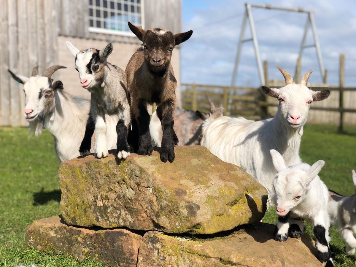Heads Of Ayr Farm Park