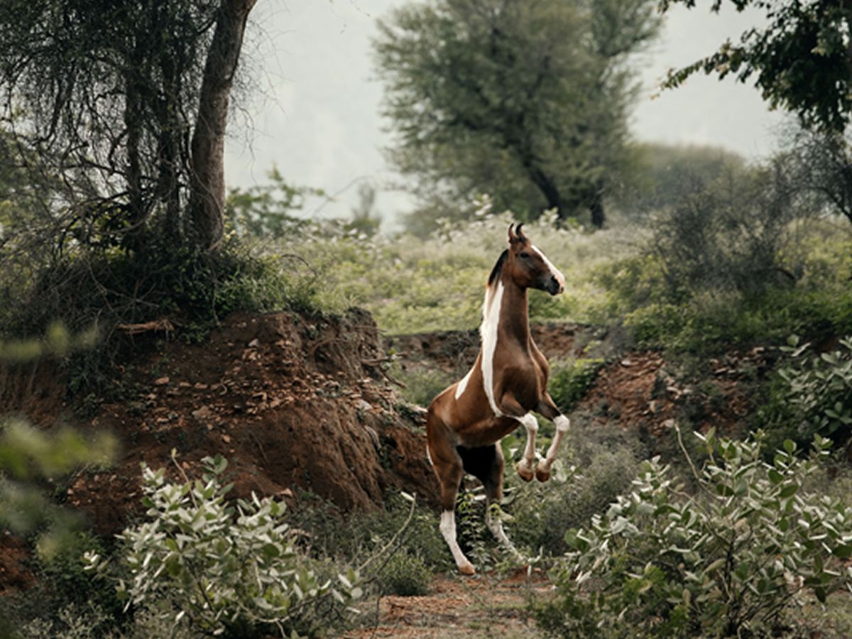 Ethereal: International Photography Exhibition