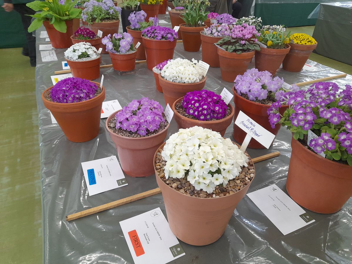 Scottish Rock Garden Club: Spring Flower Show