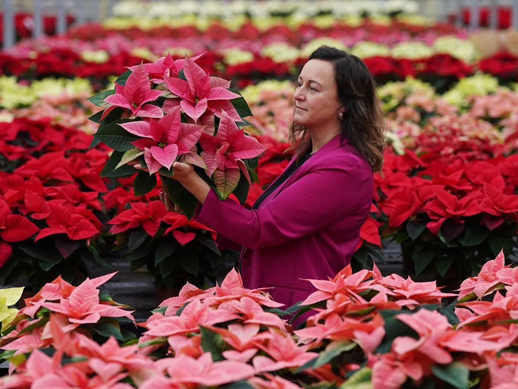 Help your Poinsettia flourish through the festive period with Dobbies