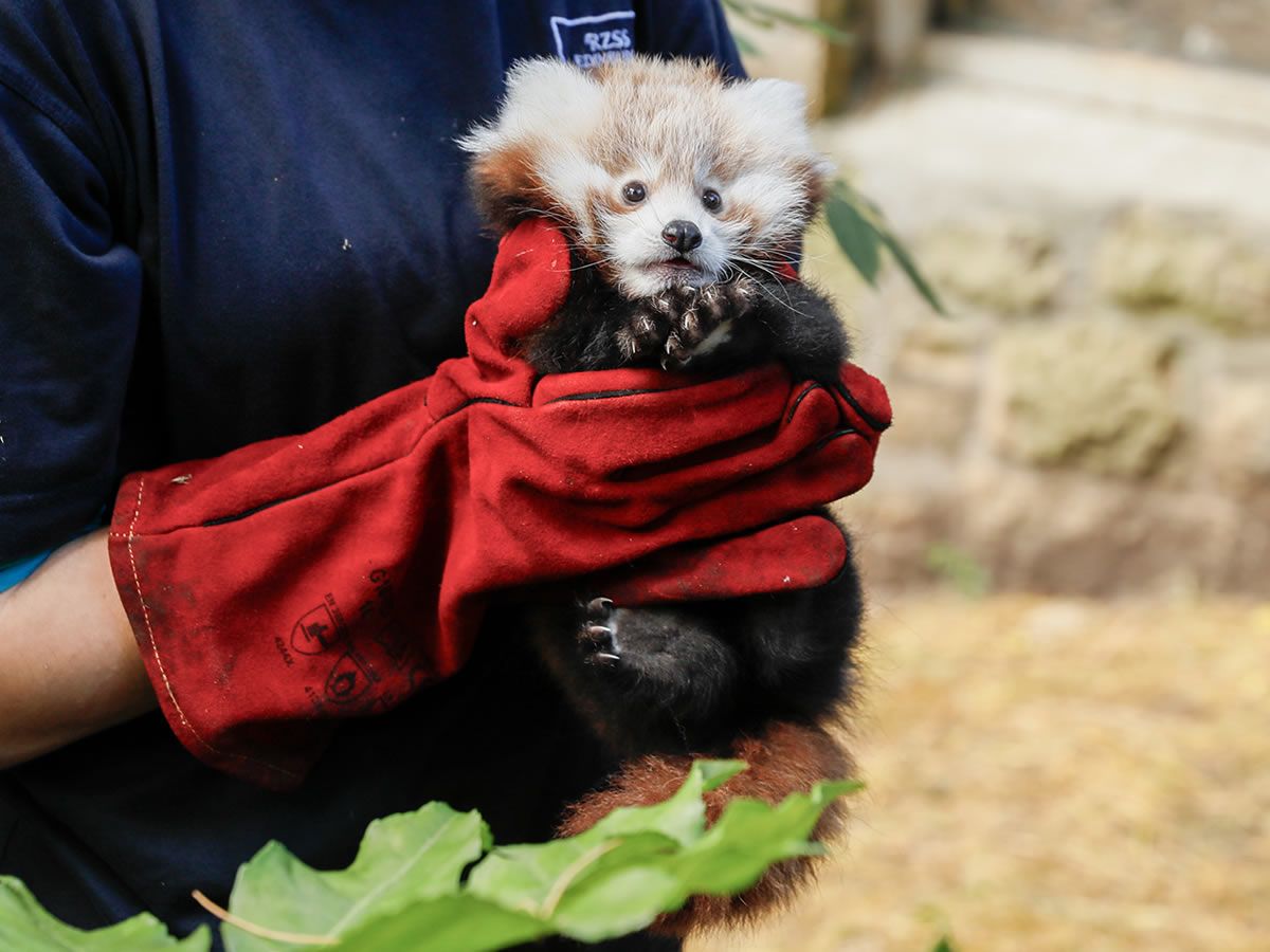 RZSS continues call for national ban on public sale of fireworks