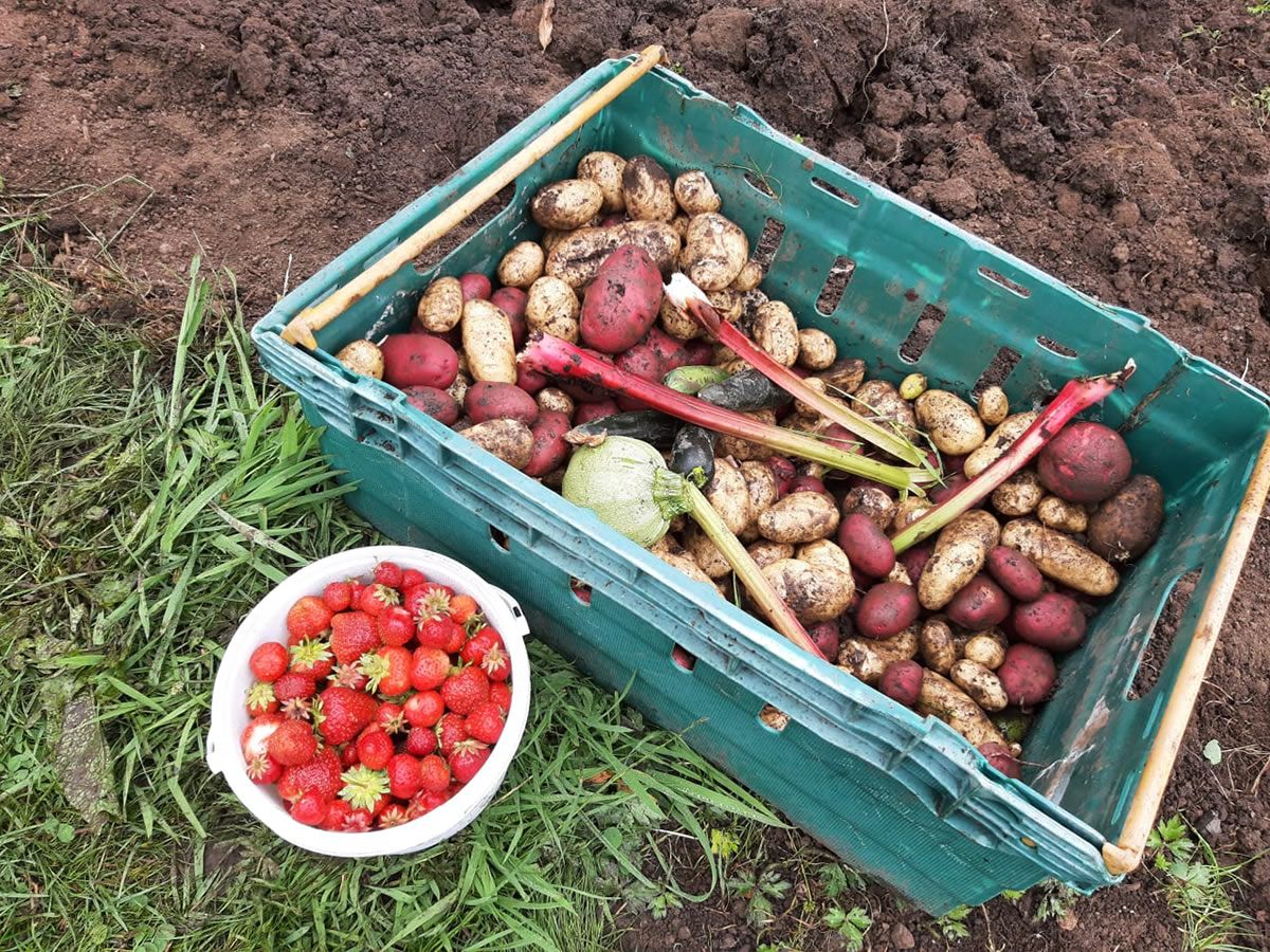 Food and Sustainability