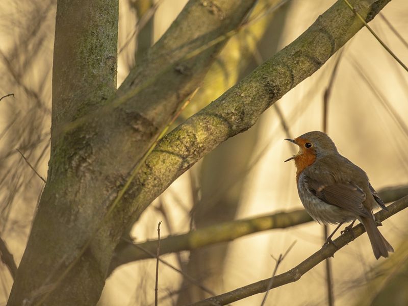 Dawn Chorus Walk