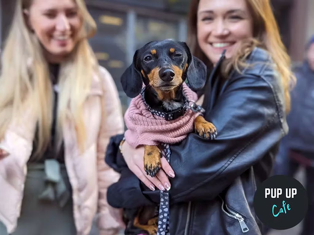 Pup Up Cafe: Dachshund Edition