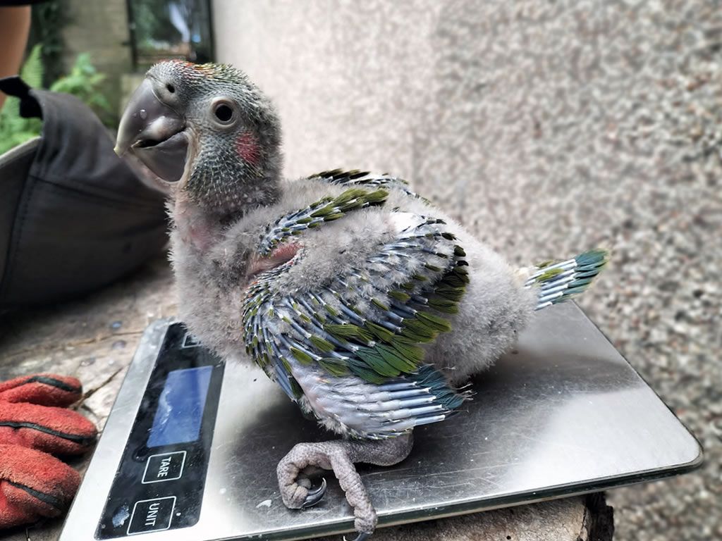 Critically endangered red fronted macaw chick hatches at Edinburgh Zoo