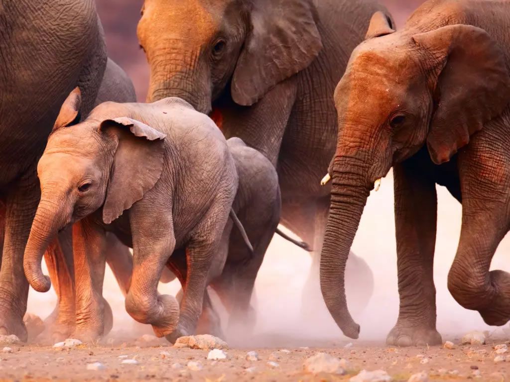 Edinburgh Science Festival: Animal Adventures