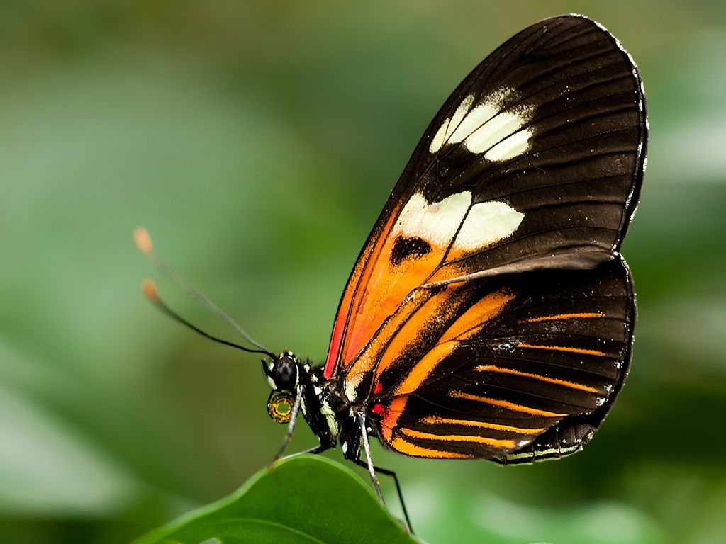 Big Butterfly Count