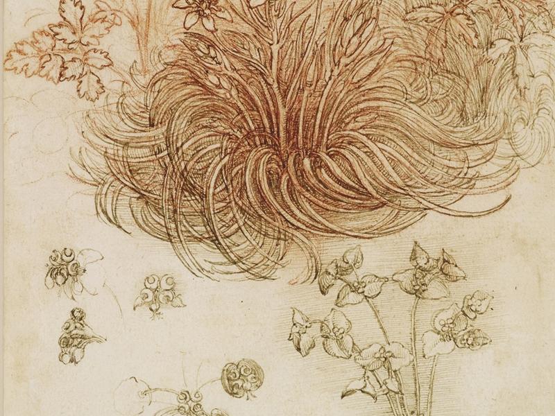 Drawings by Leonardo da Vinci go on display at Kelvingrove Art Gallery and Museum