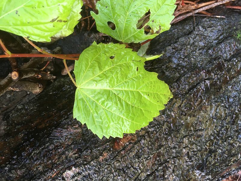 Flora Medica: Foraging Walk