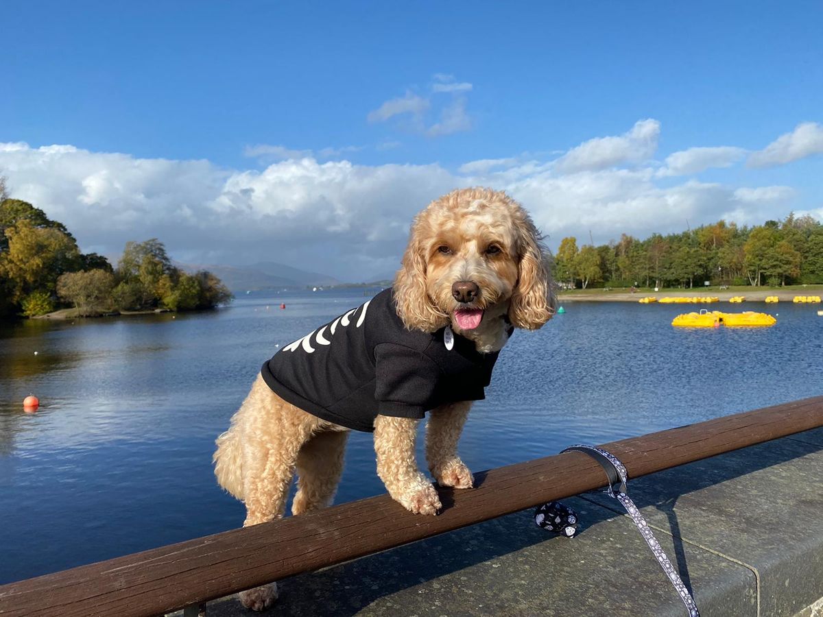 Dog lovers alert for a fun day out at Loch Lomond