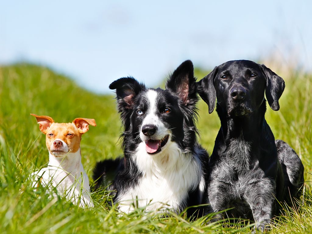 Top Dogs at Loch Lomond Shores returns this Saturday