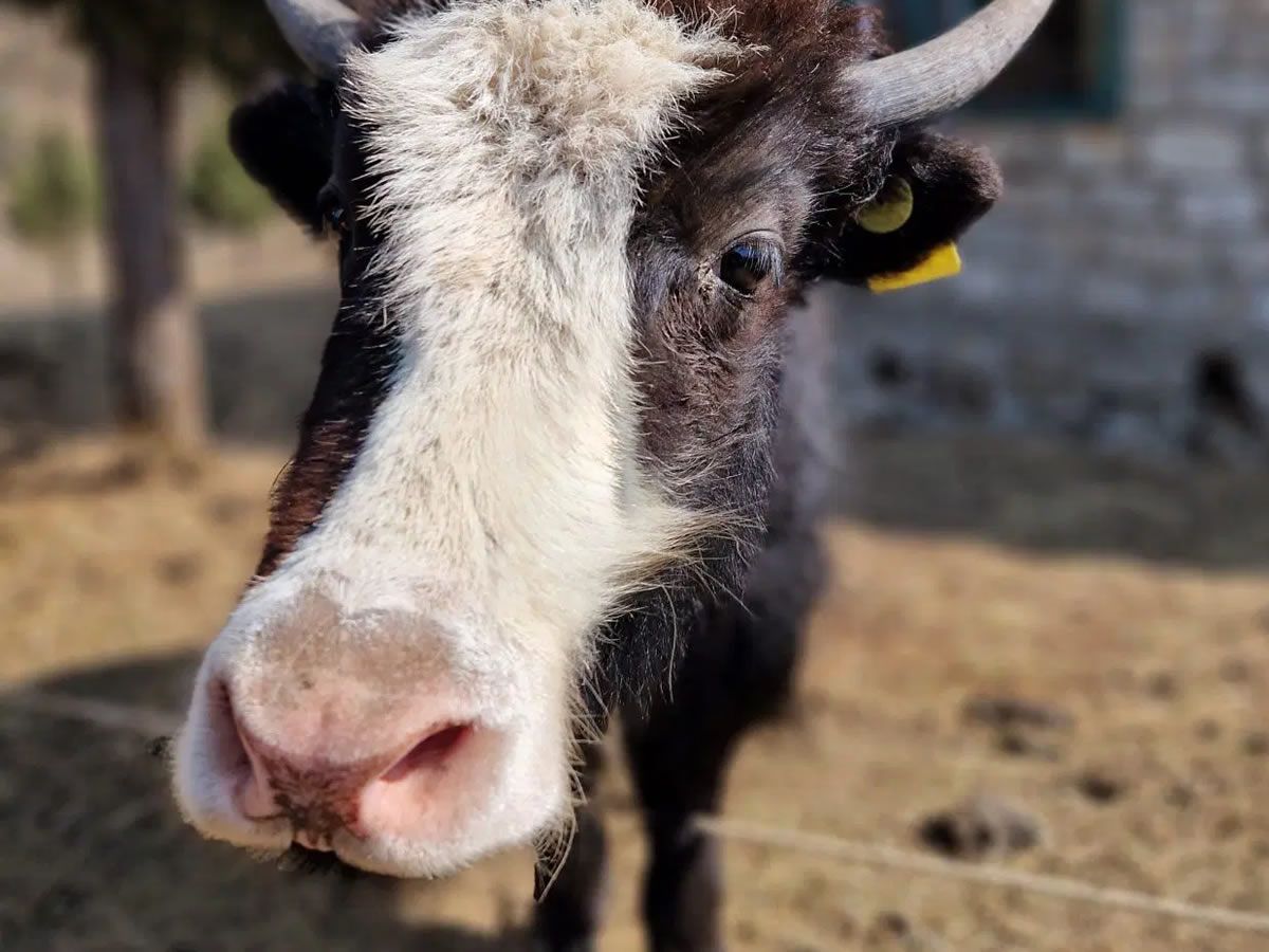 Doing Science on the Roof of the World