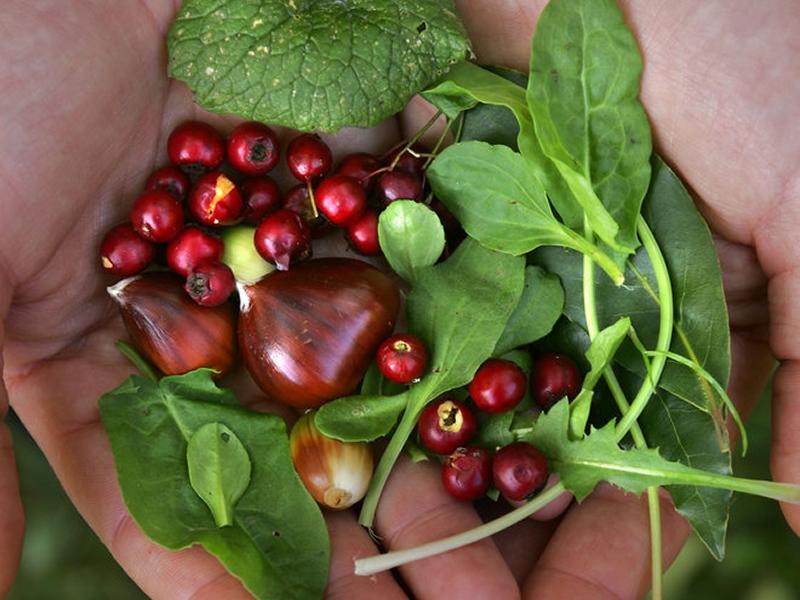 Wild Food Foraging (Autumn) at RSPB Scotland Loch Lomond