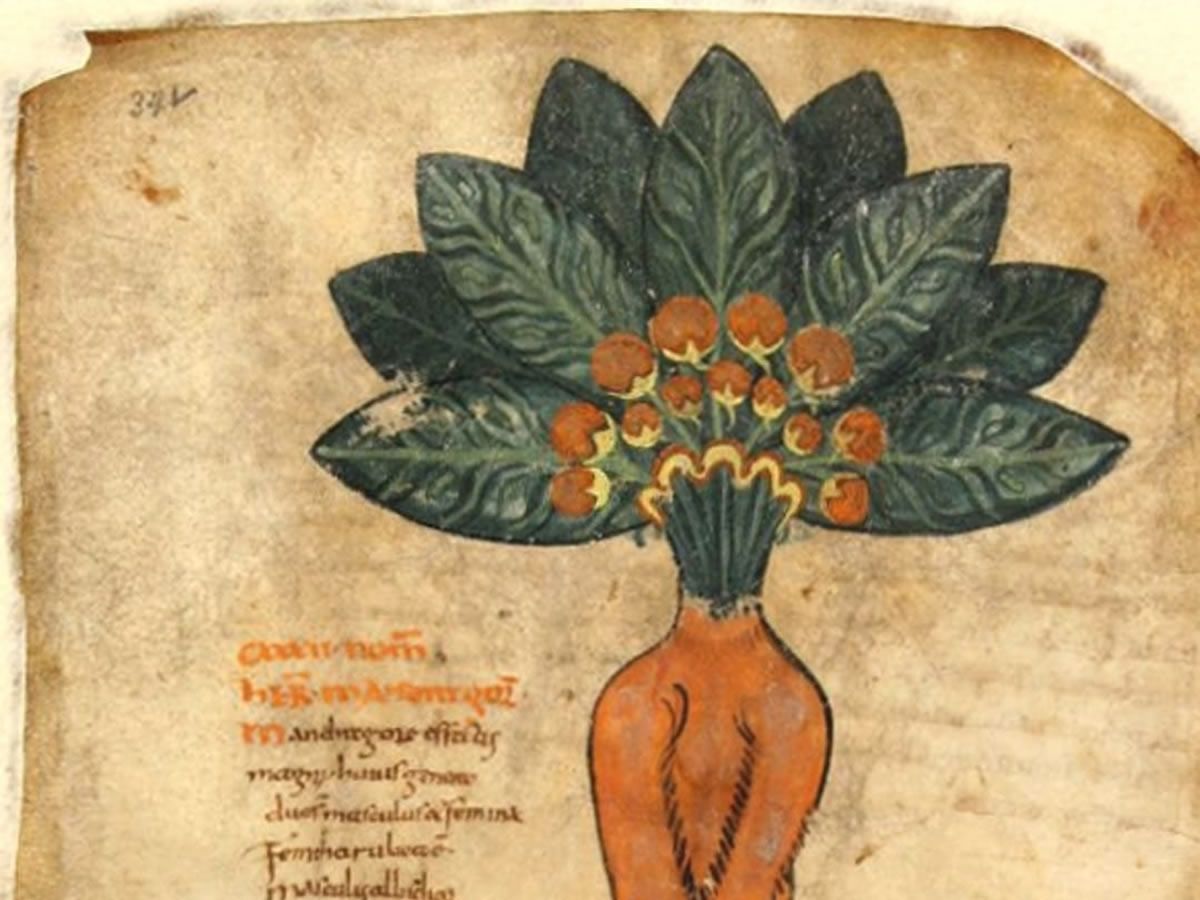 Anster Nicht: More Than Leeches? Weird and Wonderful New Discoveries in Medieval Medicine