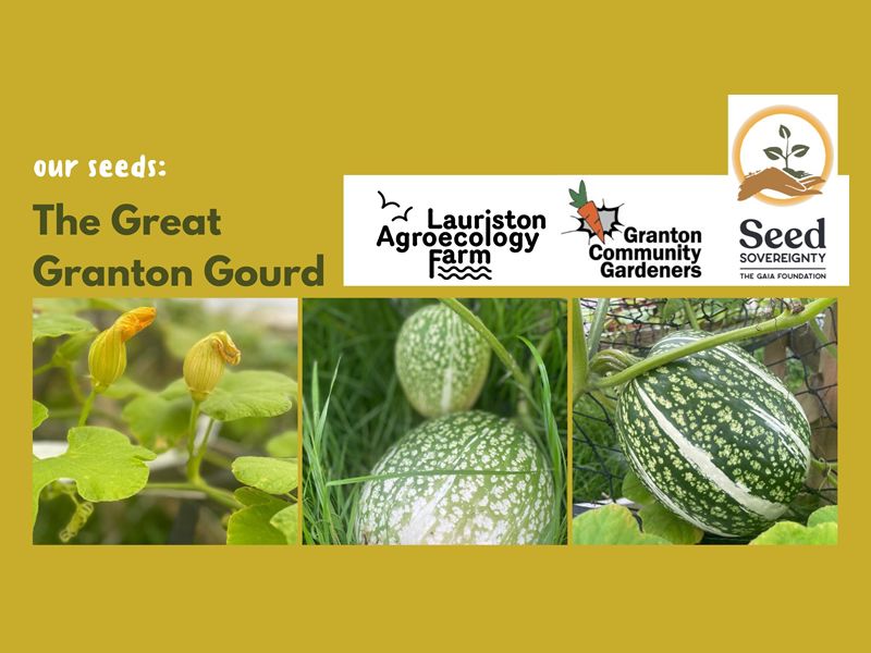 Our Seeds: The Great Granton Gourd