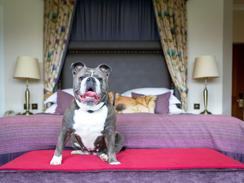 Glasgow pet owners given chance to have their dog star in national travel campaign
