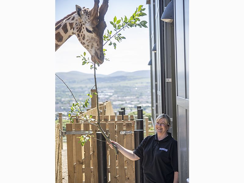 Glenmorangie celebrates World Giraffe Day by lending a hand at Edinburgh Zoo