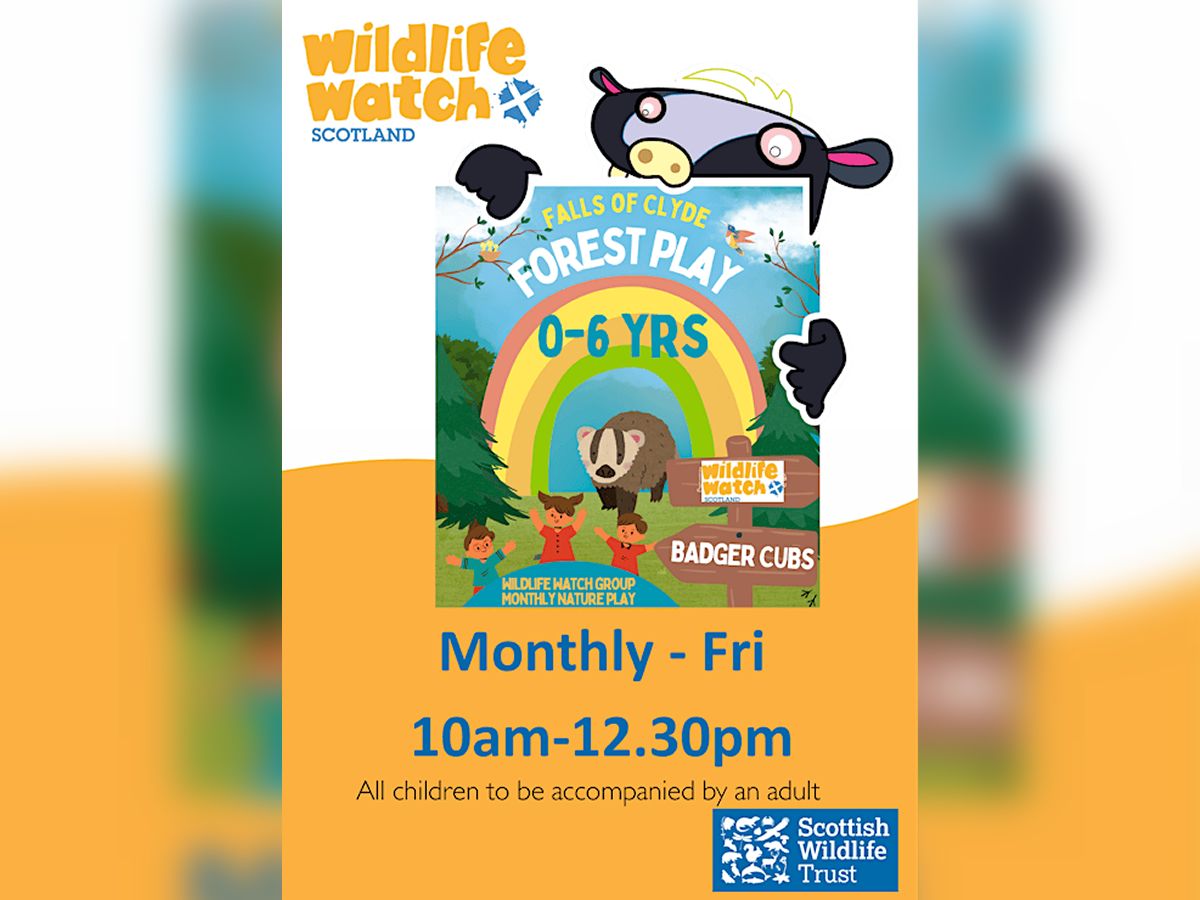 Falls of Clyde Badger Cubs - Wildlife Watch Group