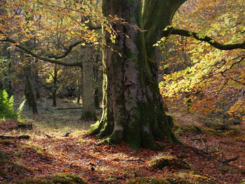 Forest School at Mugdock