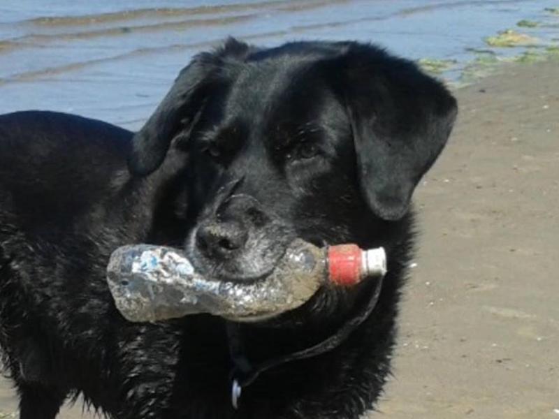 Get Your Paws On Plastic! 