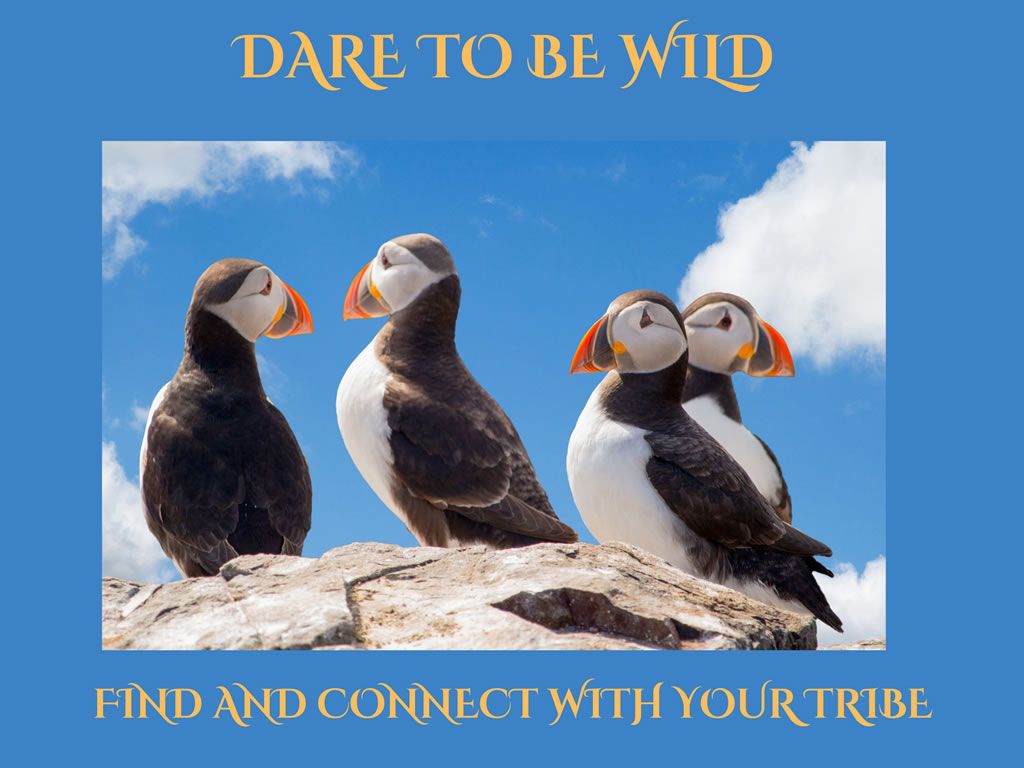 Dare to be Wild - Find & Connect With Your Tribe