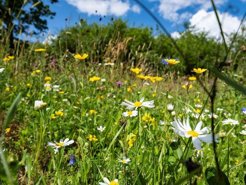 Wildflower Wander