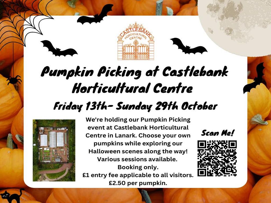 Pumpkin Picking at Castlebank Horticultural Centre
