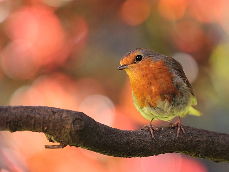 Big Garden Birdwatch