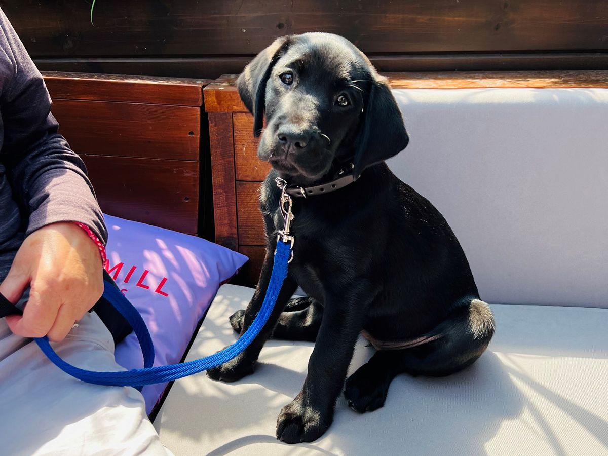 Morningside venue in Edinburgh gets tails wagging with pet charity event