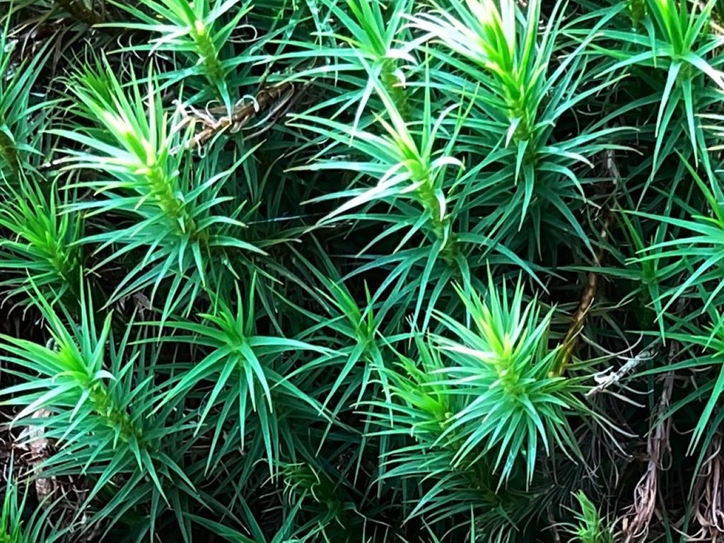 Walk - Discover the Wonderful World of Mosses at Benmore Botanic Garden