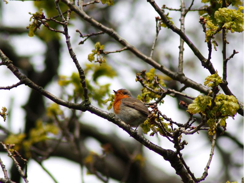 Dawn Chorus - CANCELLED