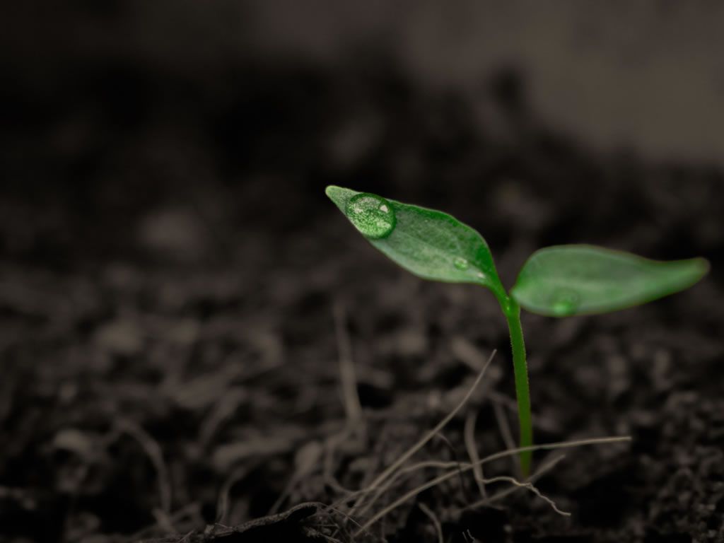 Seeds: New Poetic Performances