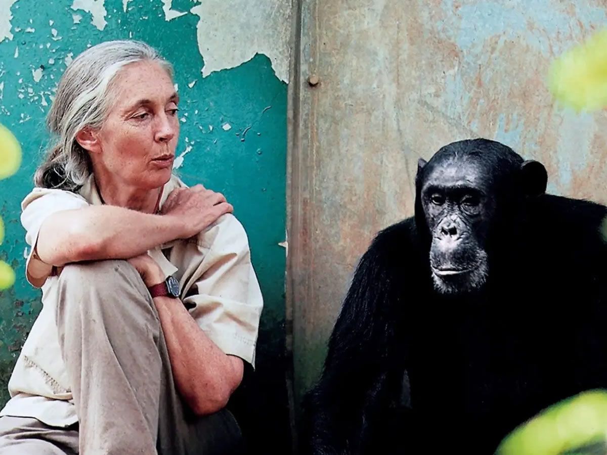 Celebrating Jane Goodall: A Life of Impact