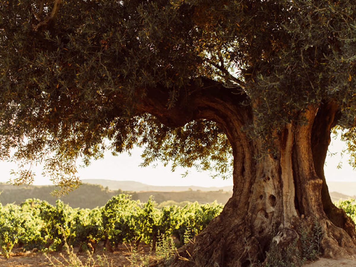 A Taste of Tradition: Exploring Rioja with Cune