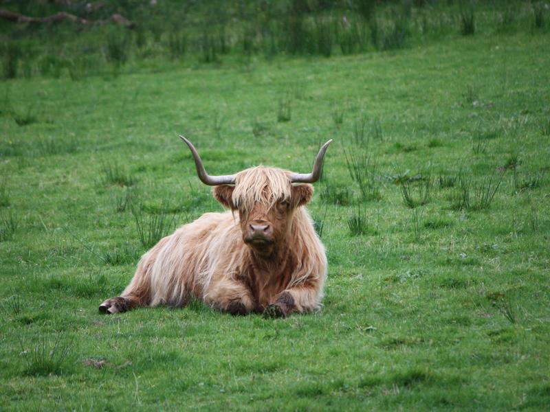 Gleniffer Braes Country Park