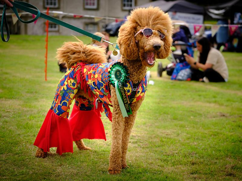 Perfect pooches on parade at Newhailes