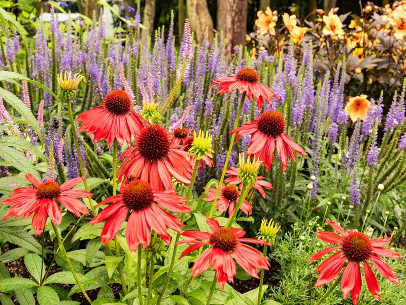 Scotland’s Gardens Scheme Open Garden: Underwood Lodge