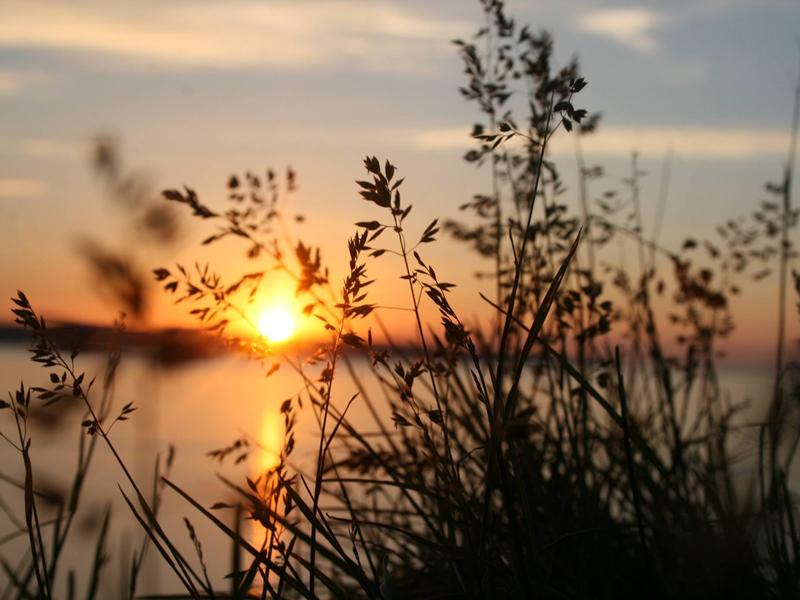 Gartcosh Local Nature Reserve