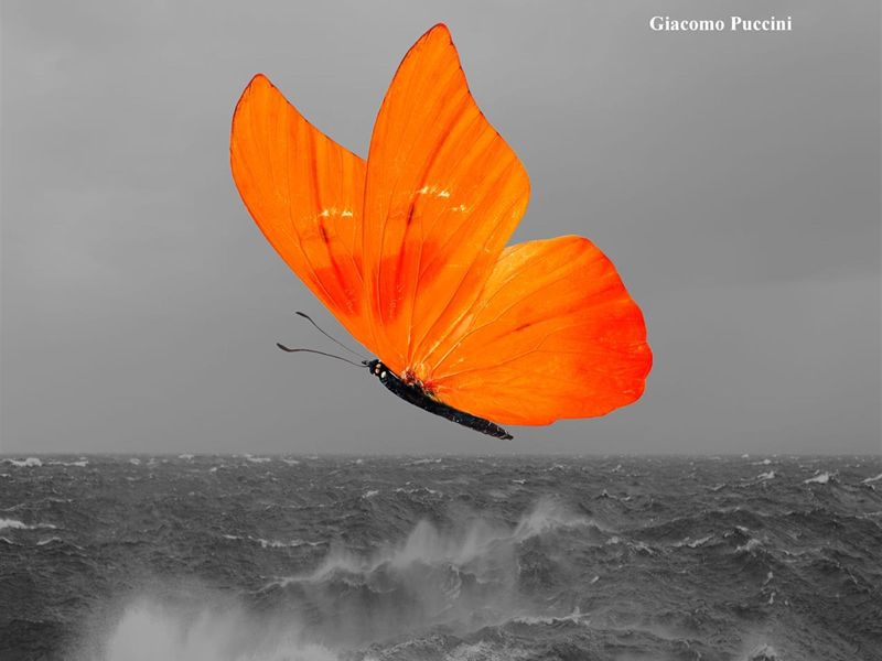 Madama Butterfly