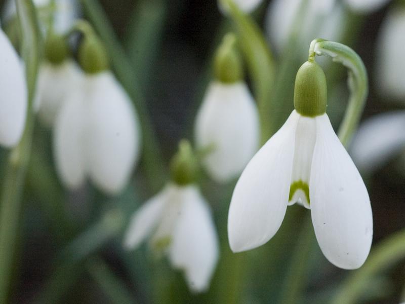 Scottish Snowdrop Festival 2019 blossoms from this weekend!