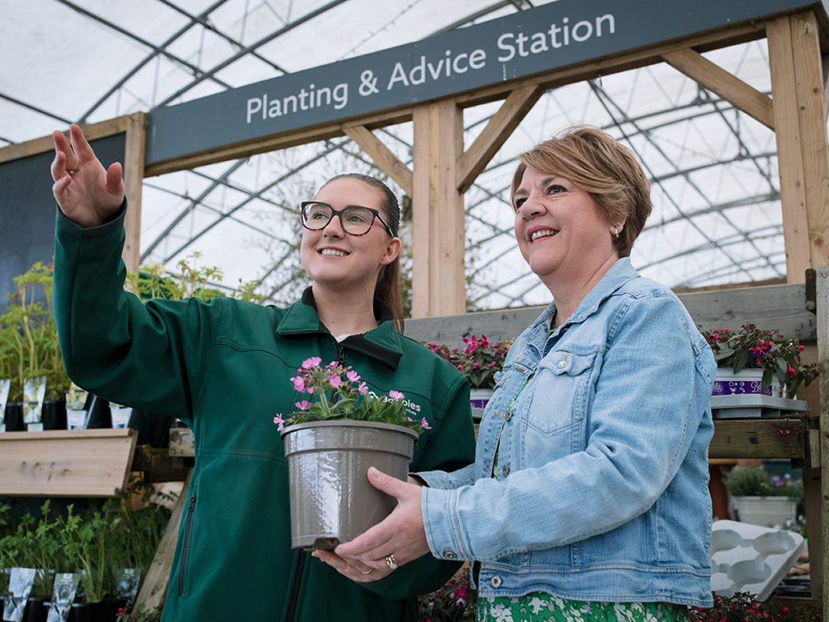 Summer of Roses: Free gardening workshop at Dobbies