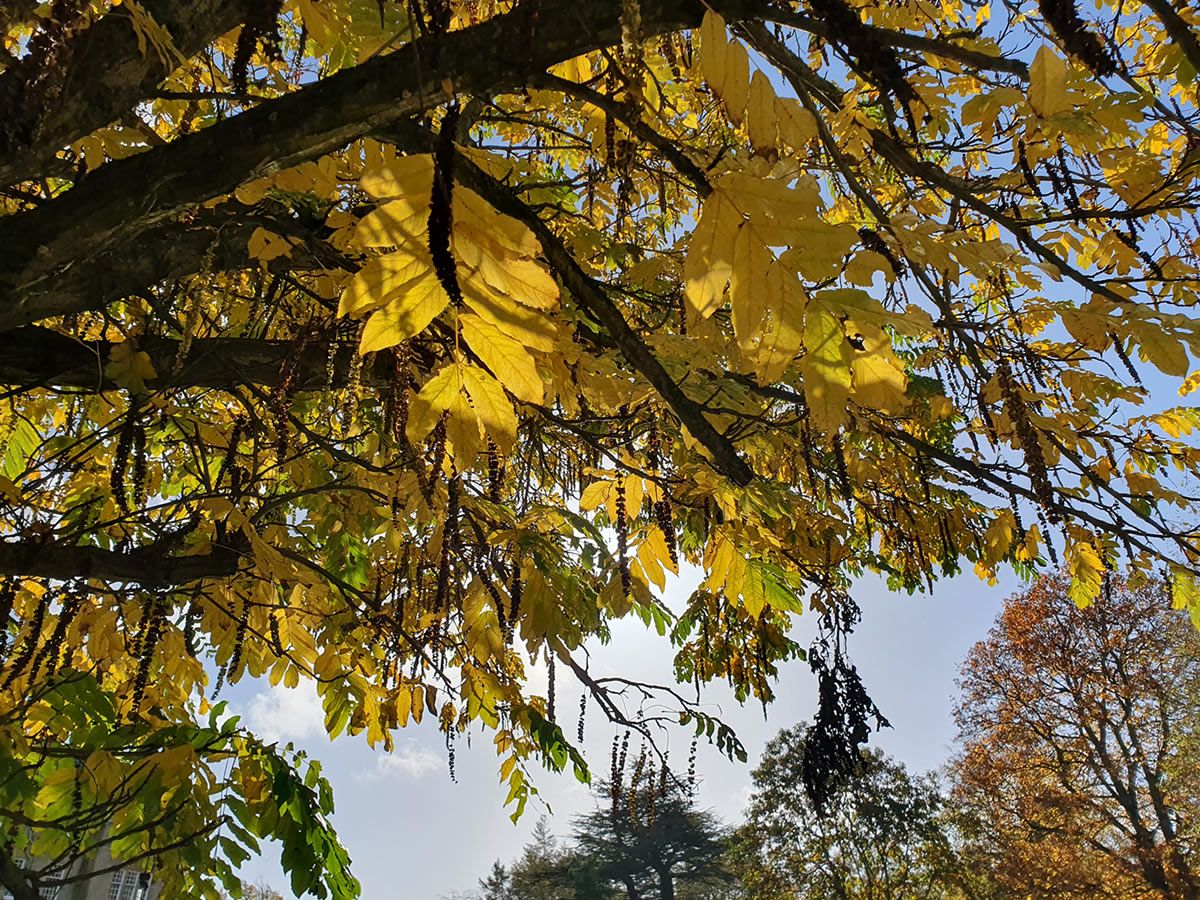 Forest Bathing Taster Sessions