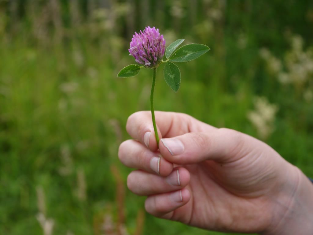 Full Moon Herb Walk & Tea Tasting