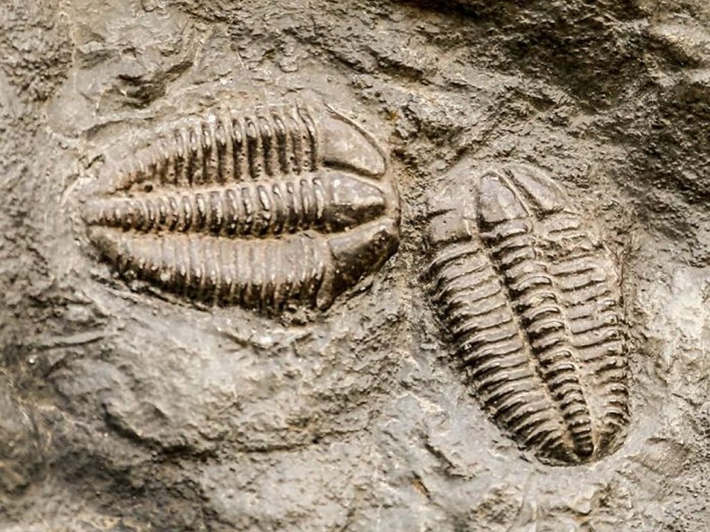 Fabulous Fossils of Lennoxtown