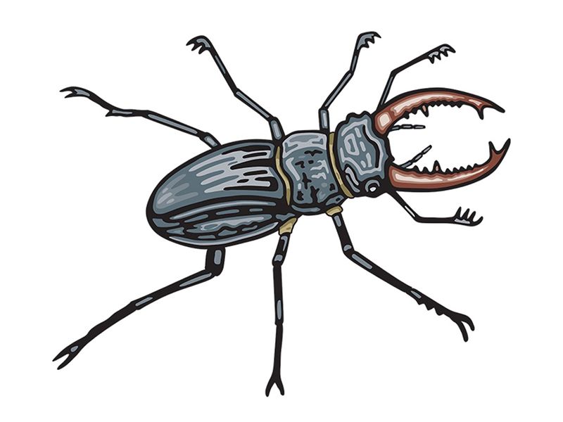 Bugs and Beasties Trail
