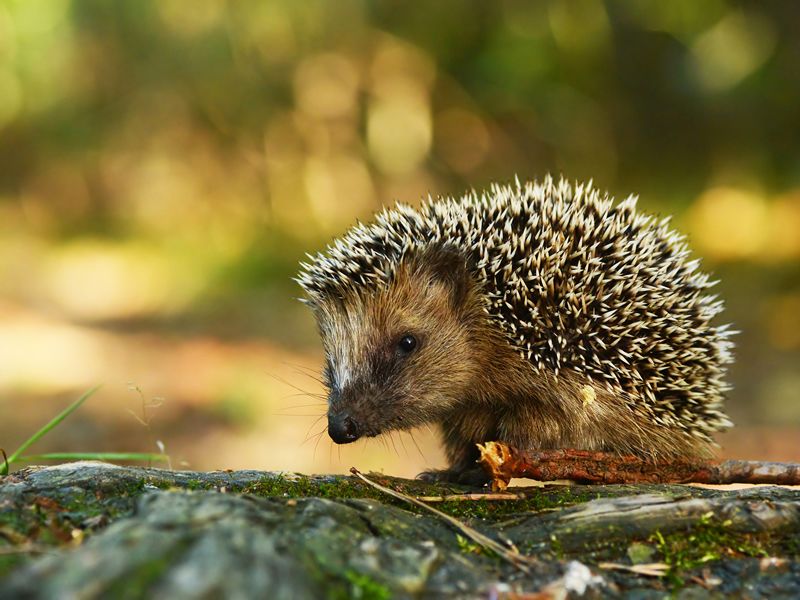 Happy Hedgehogs - Self-led Activity For Families